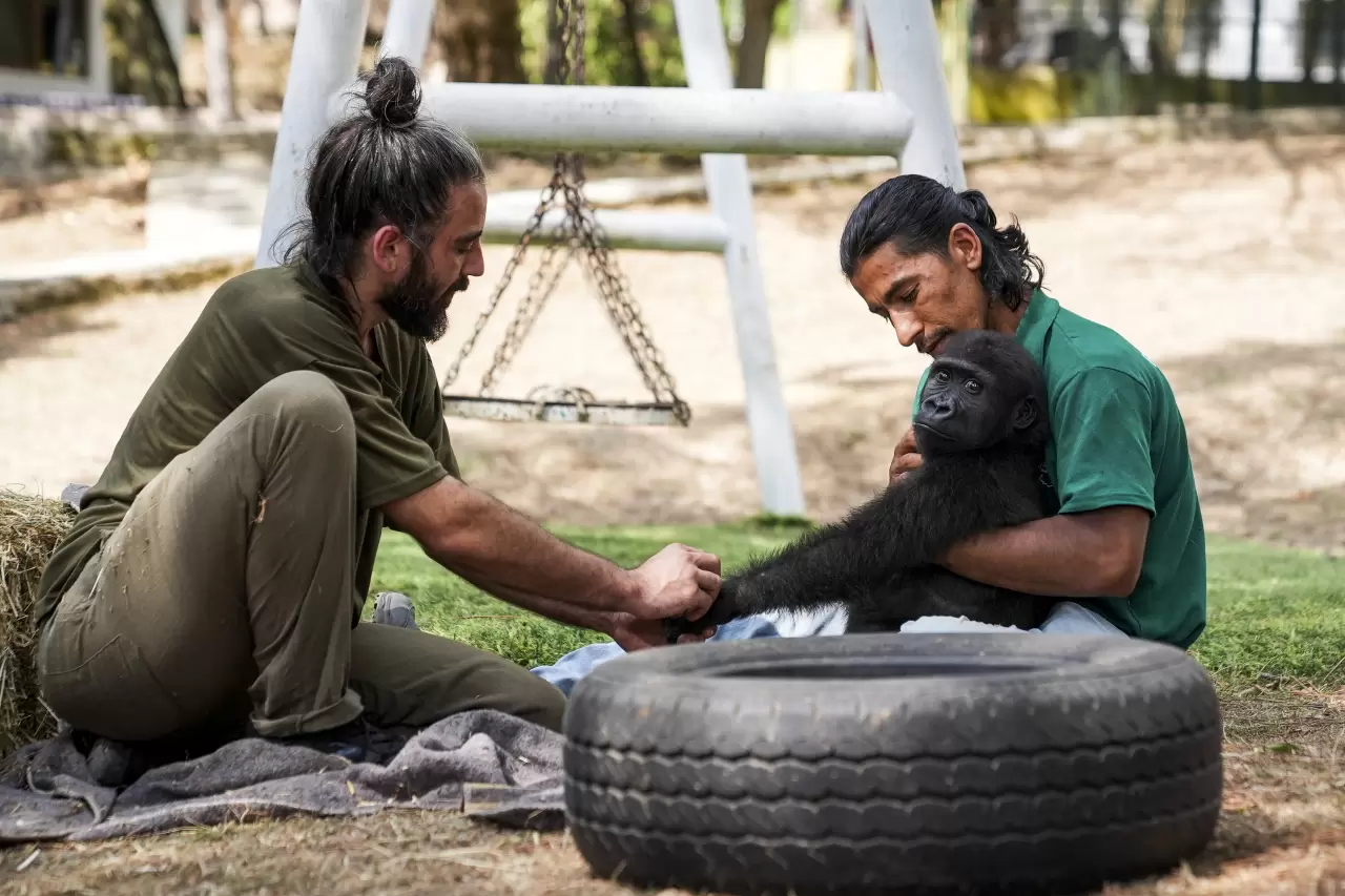 Goril yavrusu "Zeytin" Nijerya'ya gitmek için hazırlanıyor 6