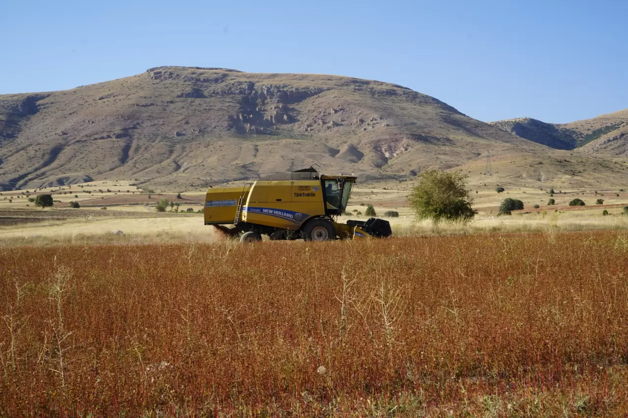 Gümüşhane'de karabuğday hasadı başladı 5