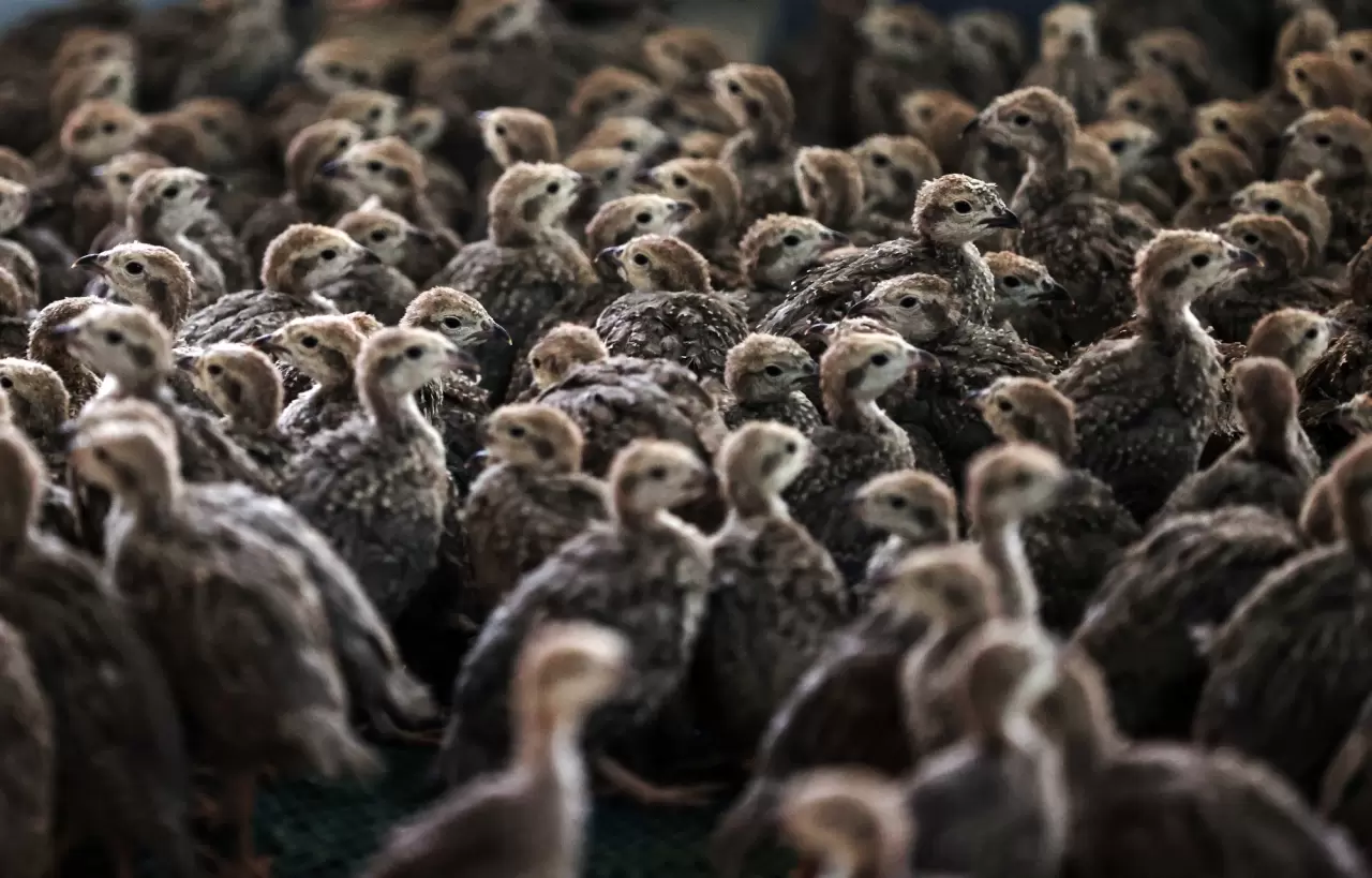 7 senede 100 bin keklik üretildi 3