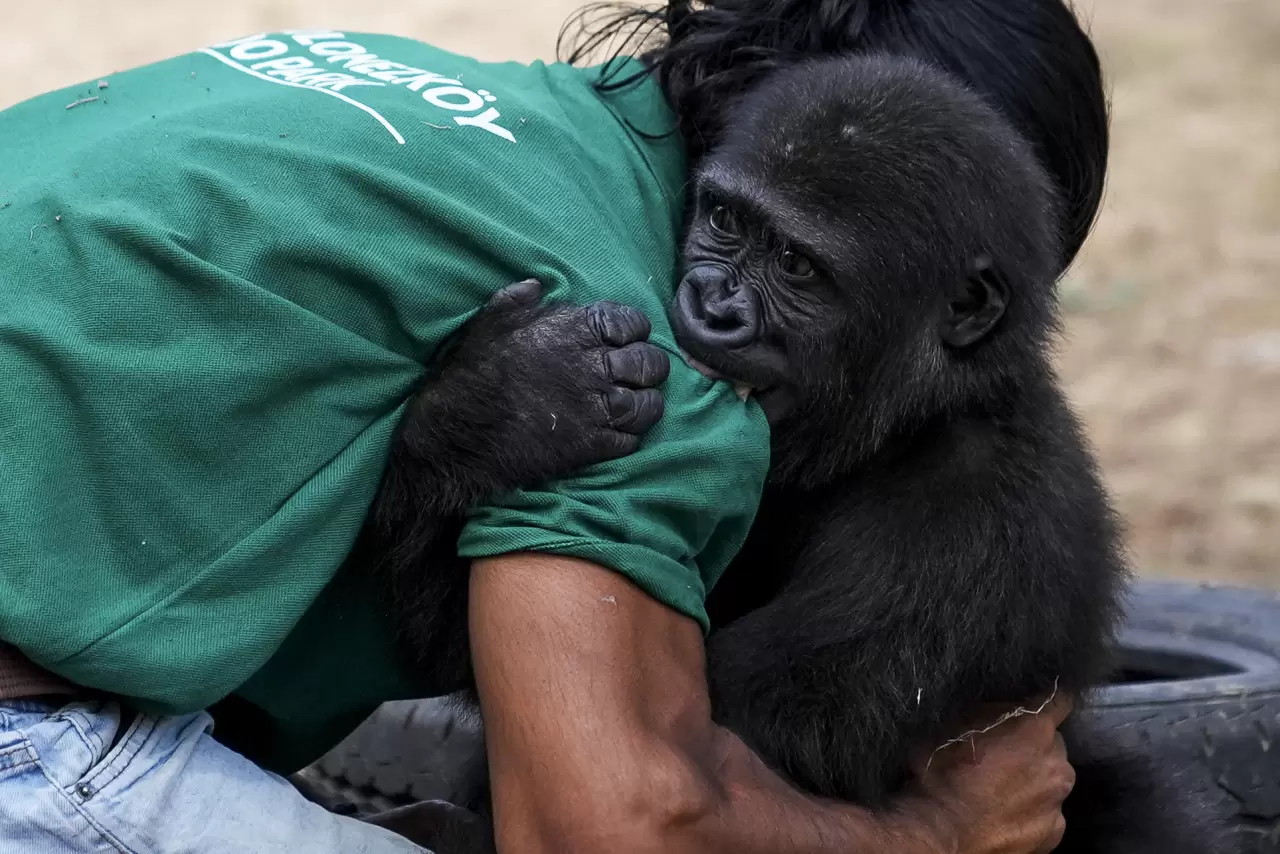 Goril yavrusu "Zeytin" Nijerya'ya gitmek için hazırlanıyor 8