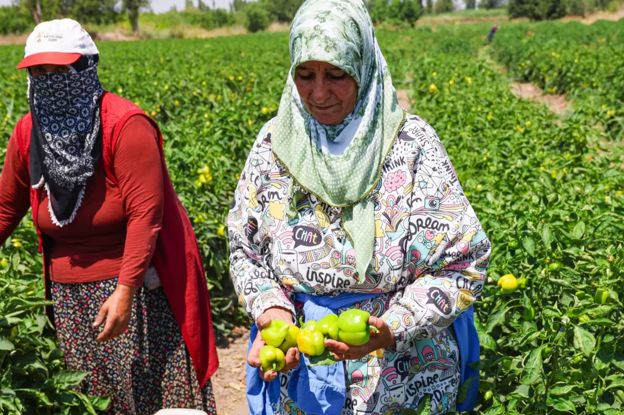 Iğdır'ın emekçi kadınları meyve ve sebze üretimini üstleniyor 6