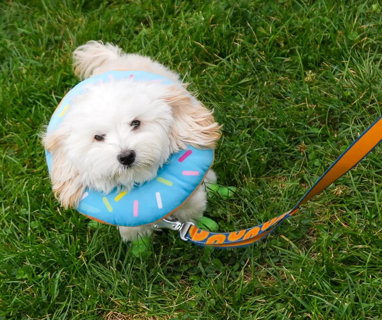 Toronto'da köpekler için "Doggie Fest Yaz Karnavalı" düzenlendi 18