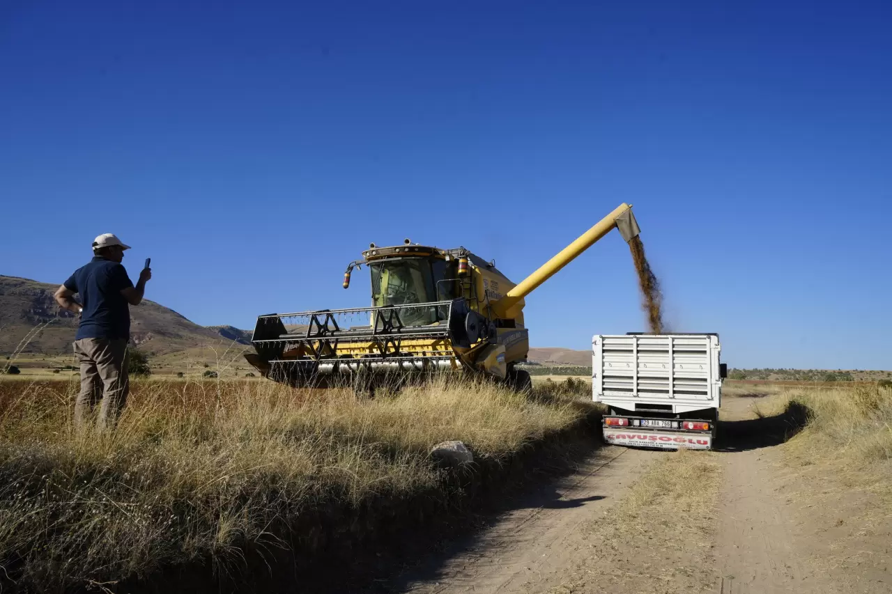 Gümüşhane'de karabuğday hasadı başladı 6
