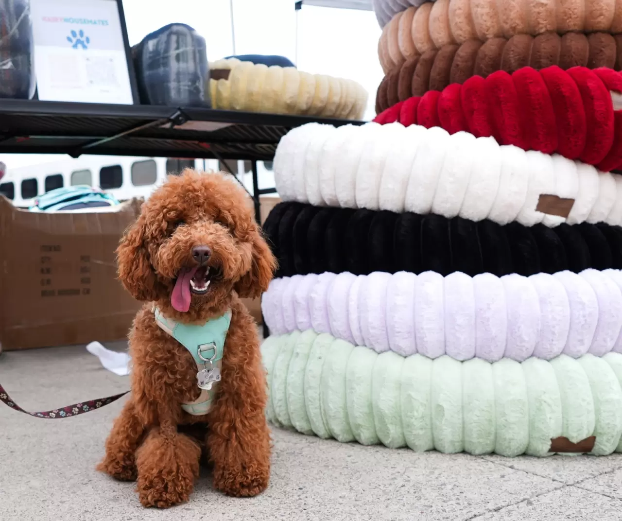 Toronto'da köpekler için "Doggie Fest Yaz Karnavalı" düzenlendi 12