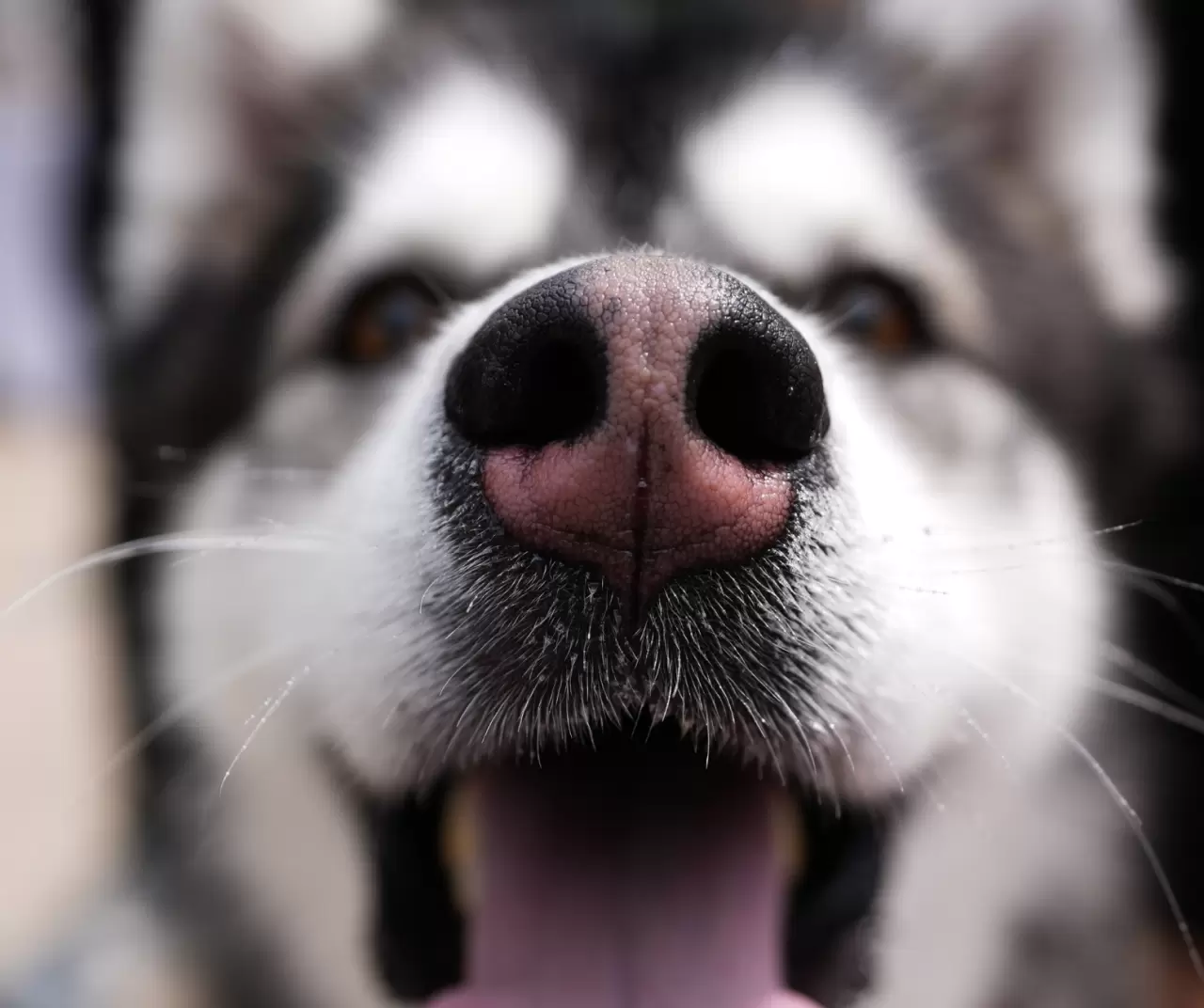Toronto'da köpekler için "Doggie Fest Yaz Karnavalı" düzenlendi 22