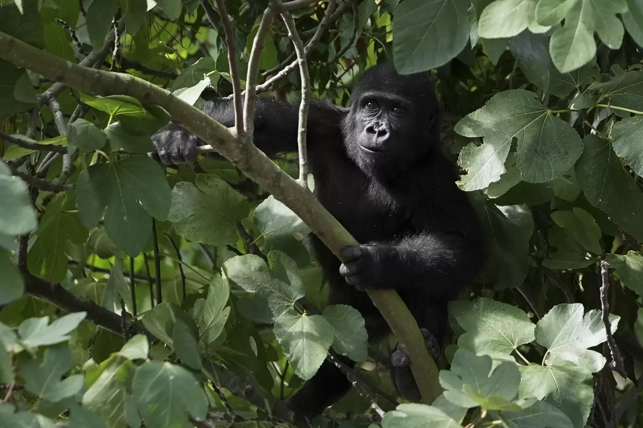 Goril yavrusu "Zeytin" Nijerya'ya gitmek için hazırlanıyor 1