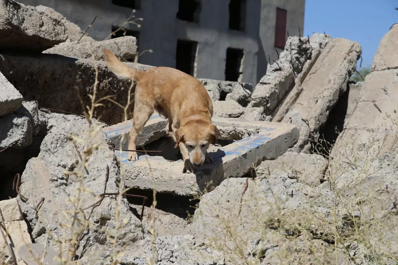 Jandarmanın en önemli yardımcısı "Pusat" 4