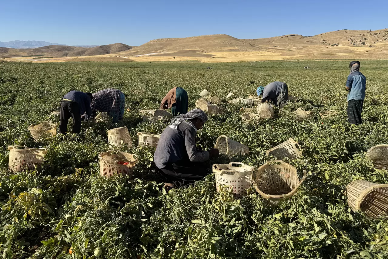 Ziyarete gelmişlerdi, atıl arazileri tarıma kazandırdılar 4