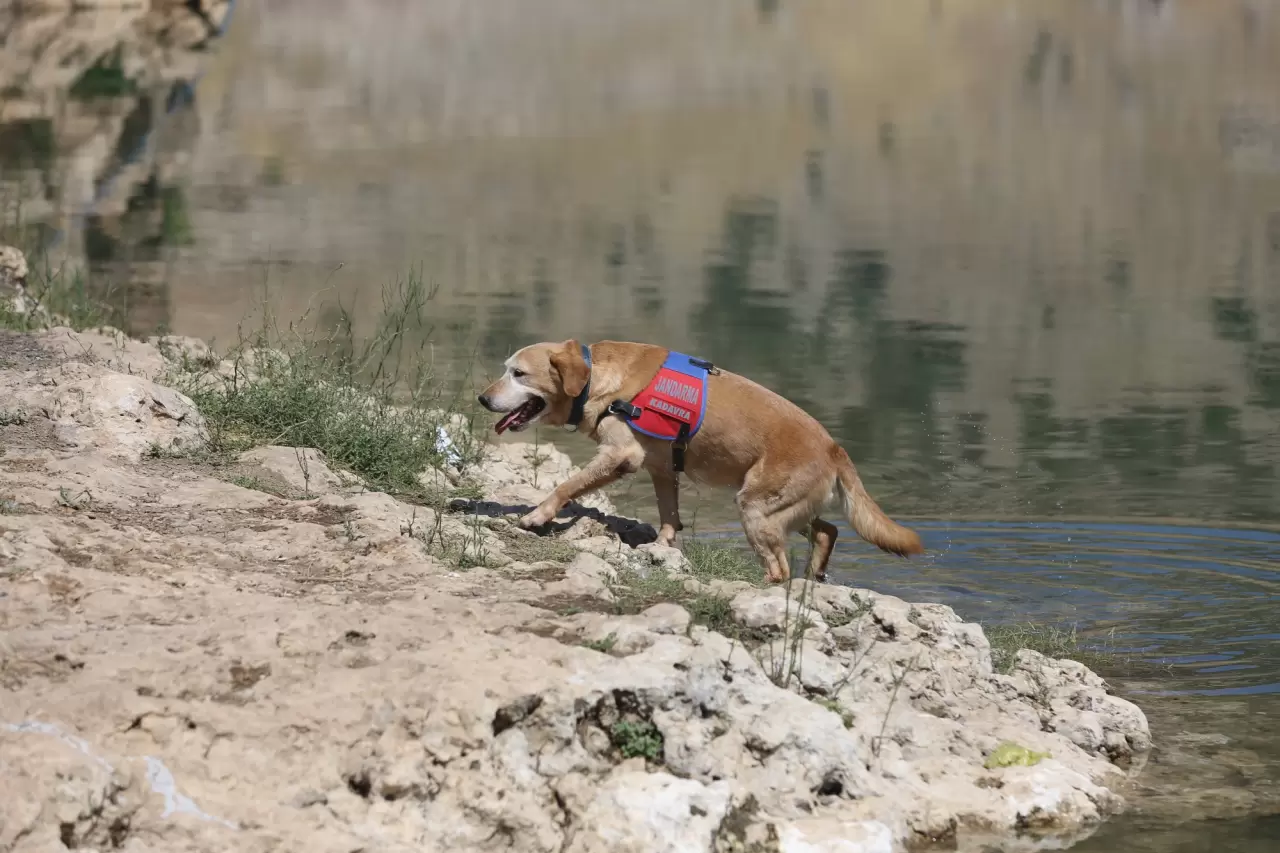 Jandarmanın en önemli yardımcısı "Pusat" 3