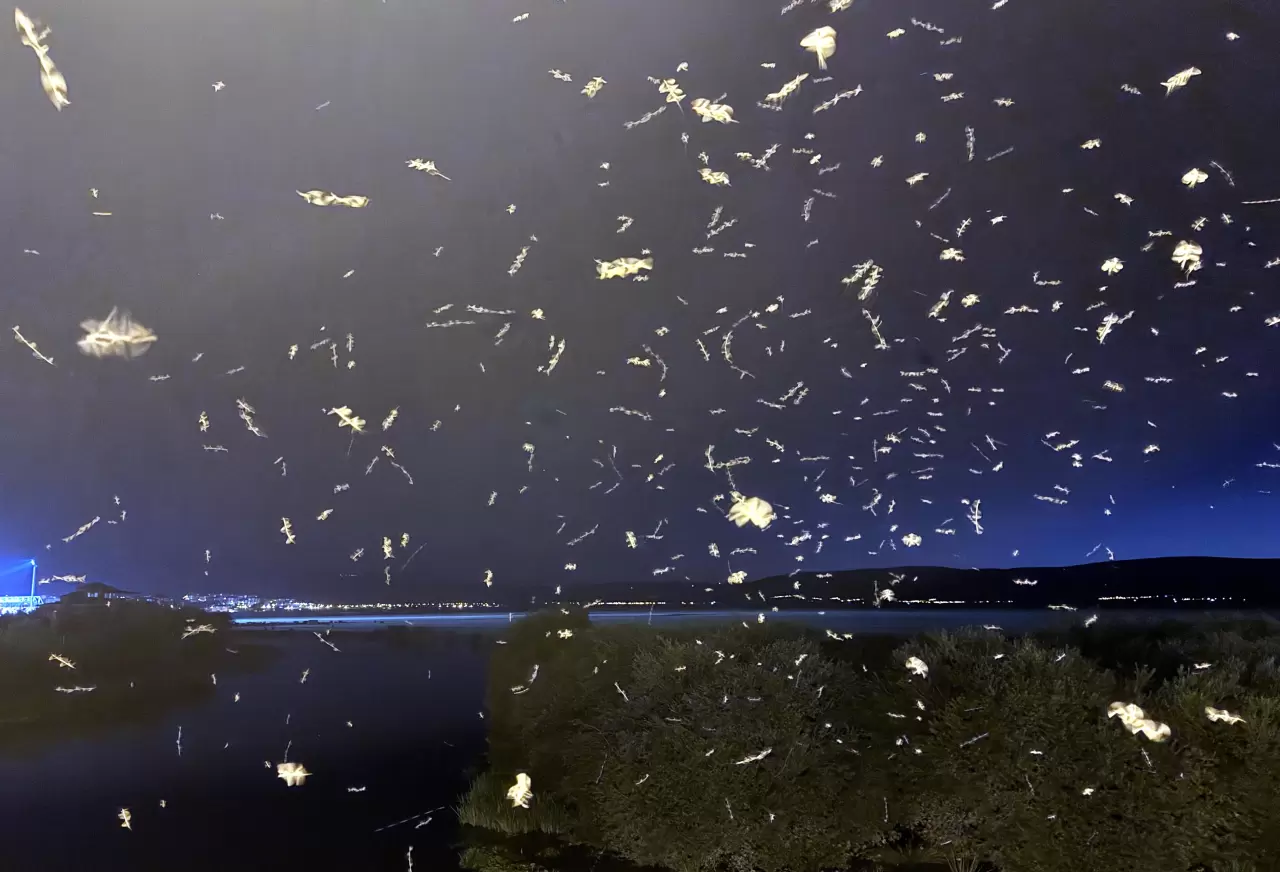 Ardahan'da sineklerin "ölüm dansı" sona erdi 2