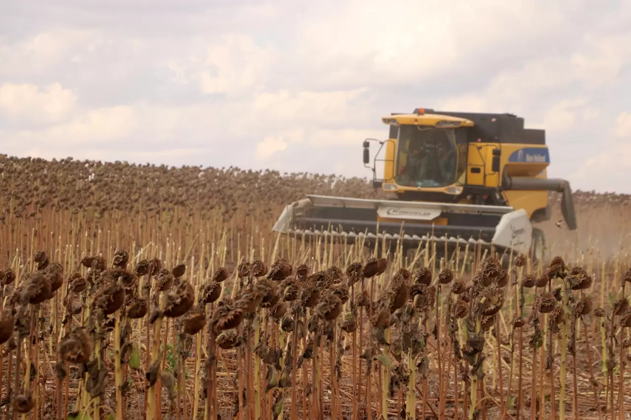 Ayçiçeğindeki verim artışı üreticiyi sevindirdi 1