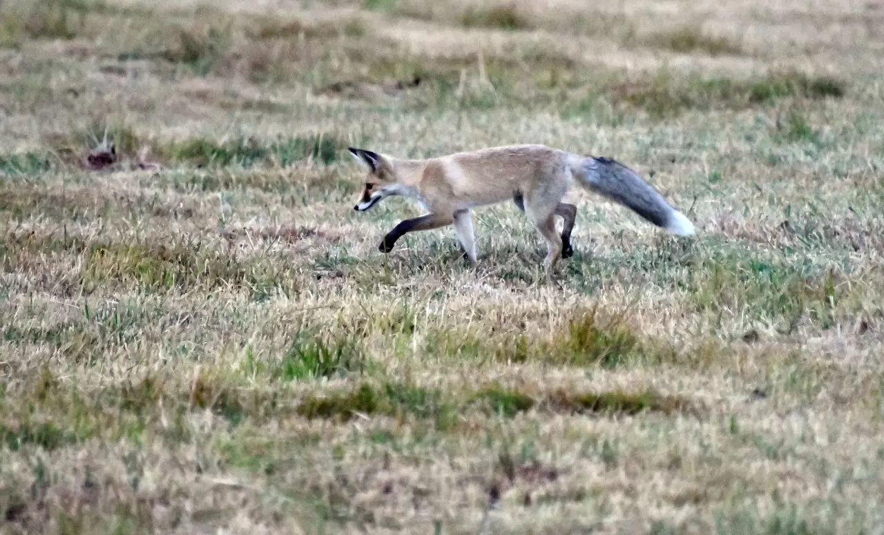 Kars'ta kızıl tilki yavrularının oyunu görüntülendi 3