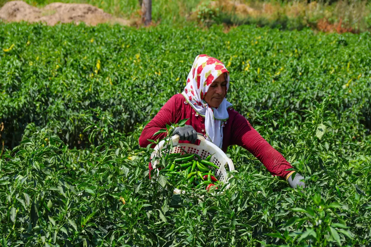 Iğdır'ın emekçi kadınları meyve ve sebze üretimini üstleniyor 4