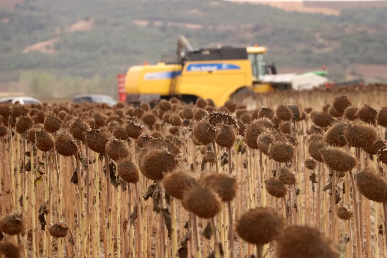 Ayçiçeğindeki verim artışı üreticiyi sevindirdi 3