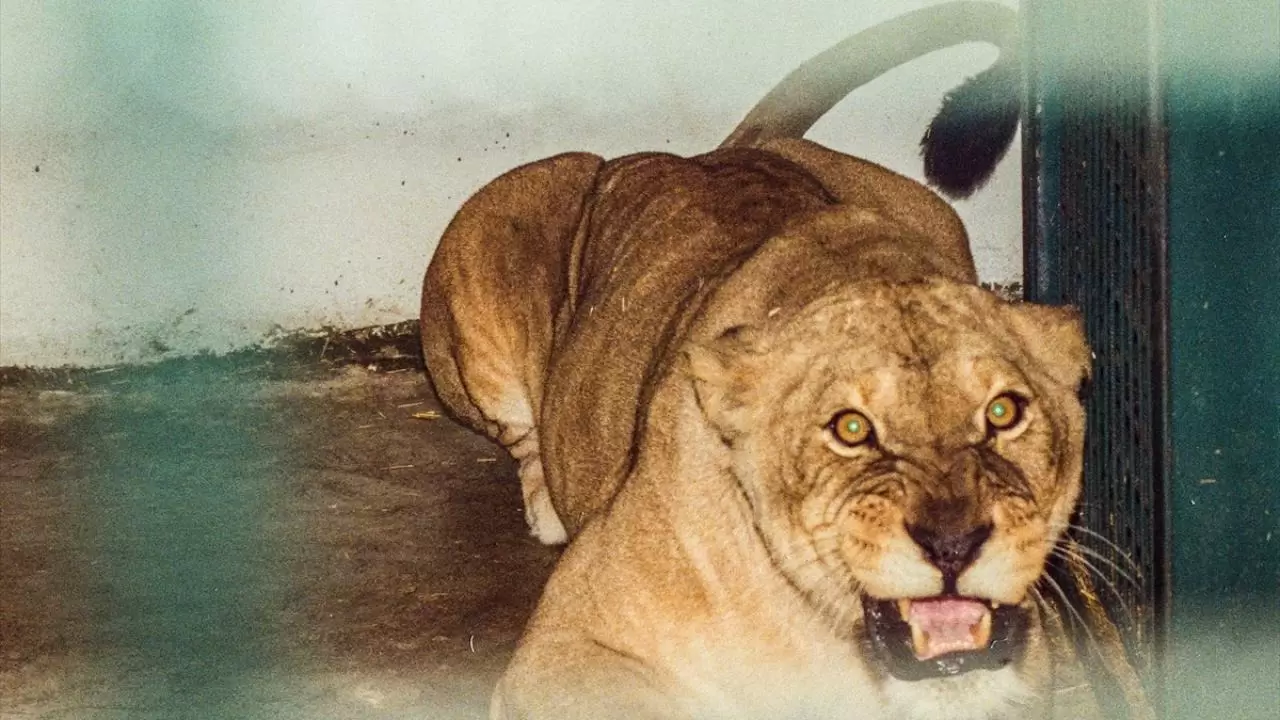 Gücün ve asaletin sembolü! 10 Ağustos ''Dünya Aslan Günü" 2