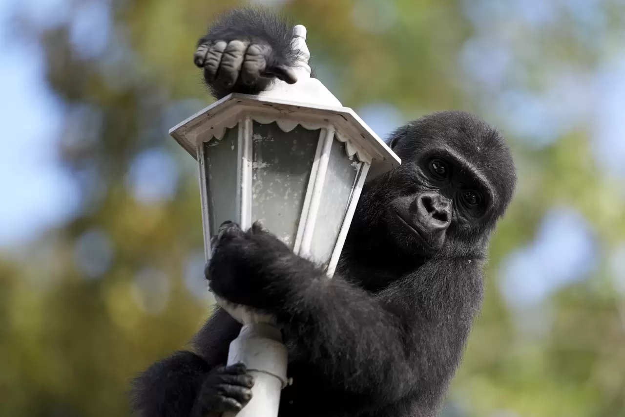 Goril yavrusu "Zeytin" Nijerya'ya gitmek için hazırlanıyor 3