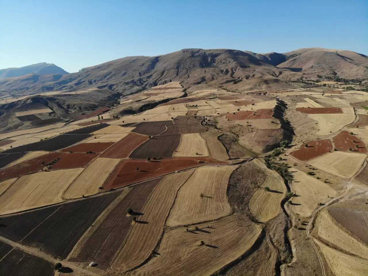 Gümüşhane'de karabuğday hasadı başladı 9