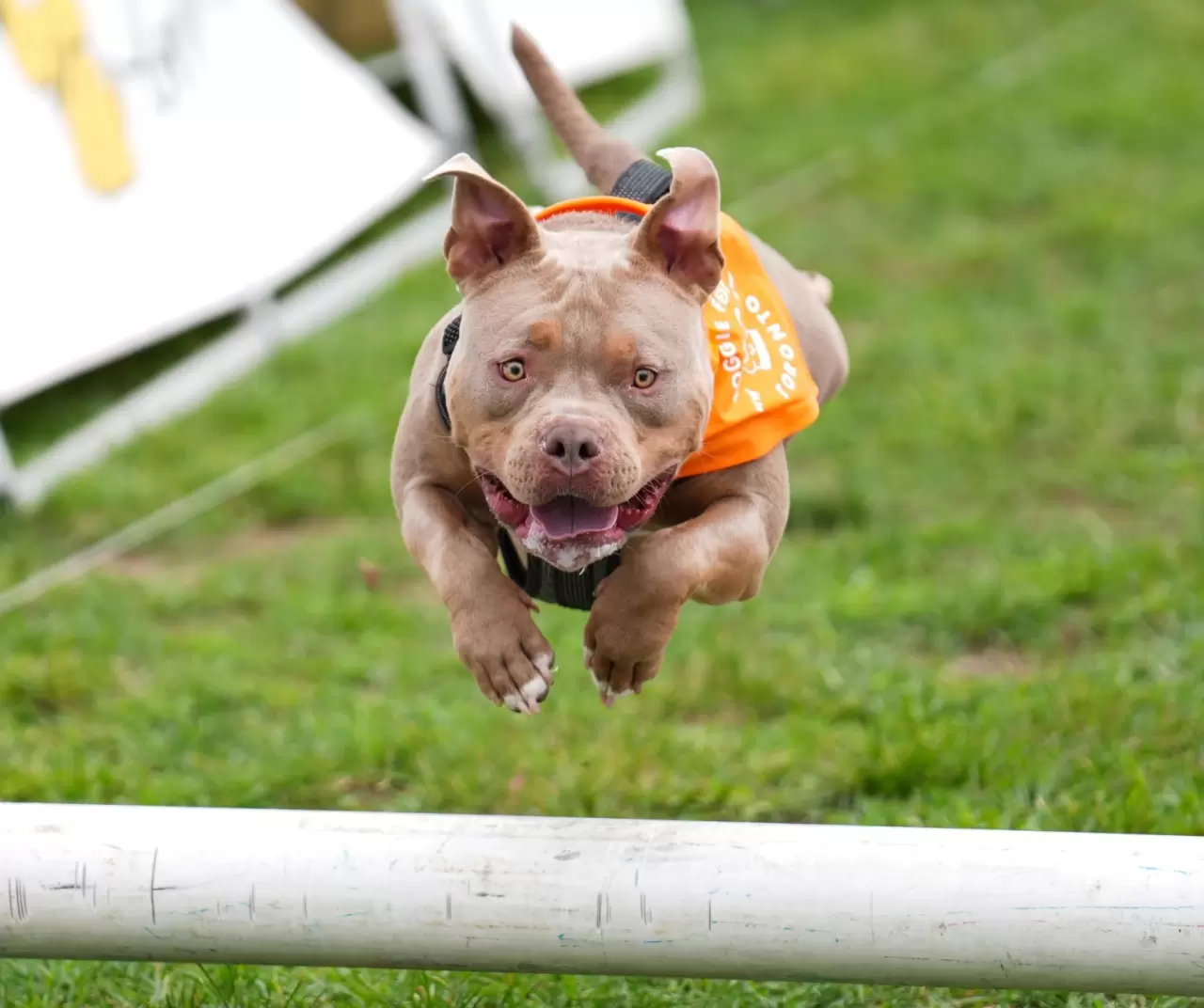 Toronto'da köpekler için "Doggie Fest Yaz Karnavalı" düzenlendi 14