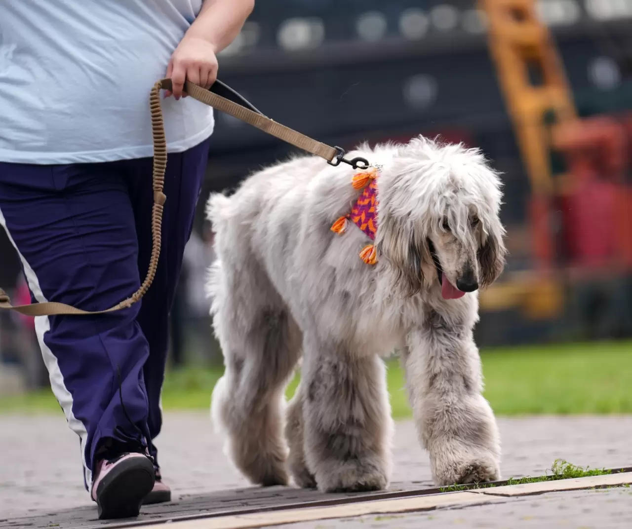 Toronto'da köpekler için "Doggie Fest Yaz Karnavalı" düzenlendi 15