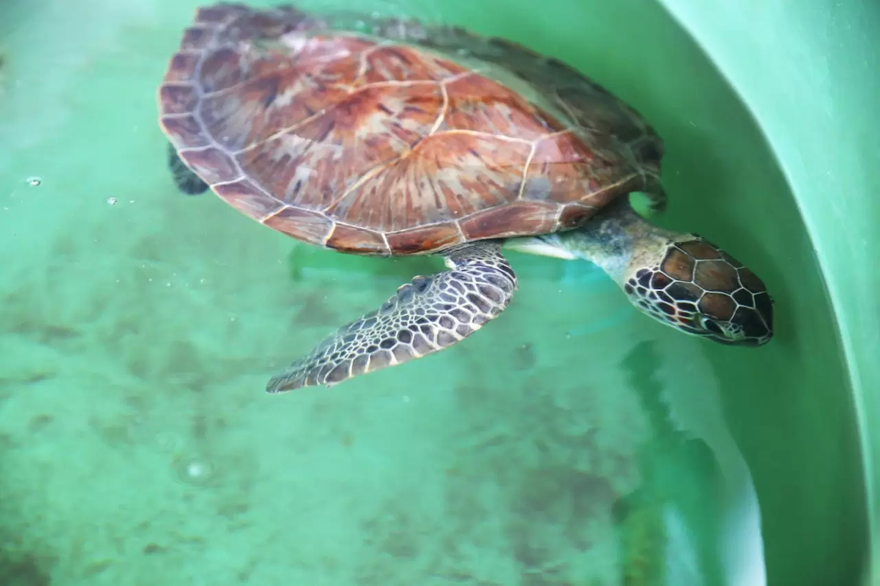 Caretta "Tuba"nın ikinci dünya turu 5