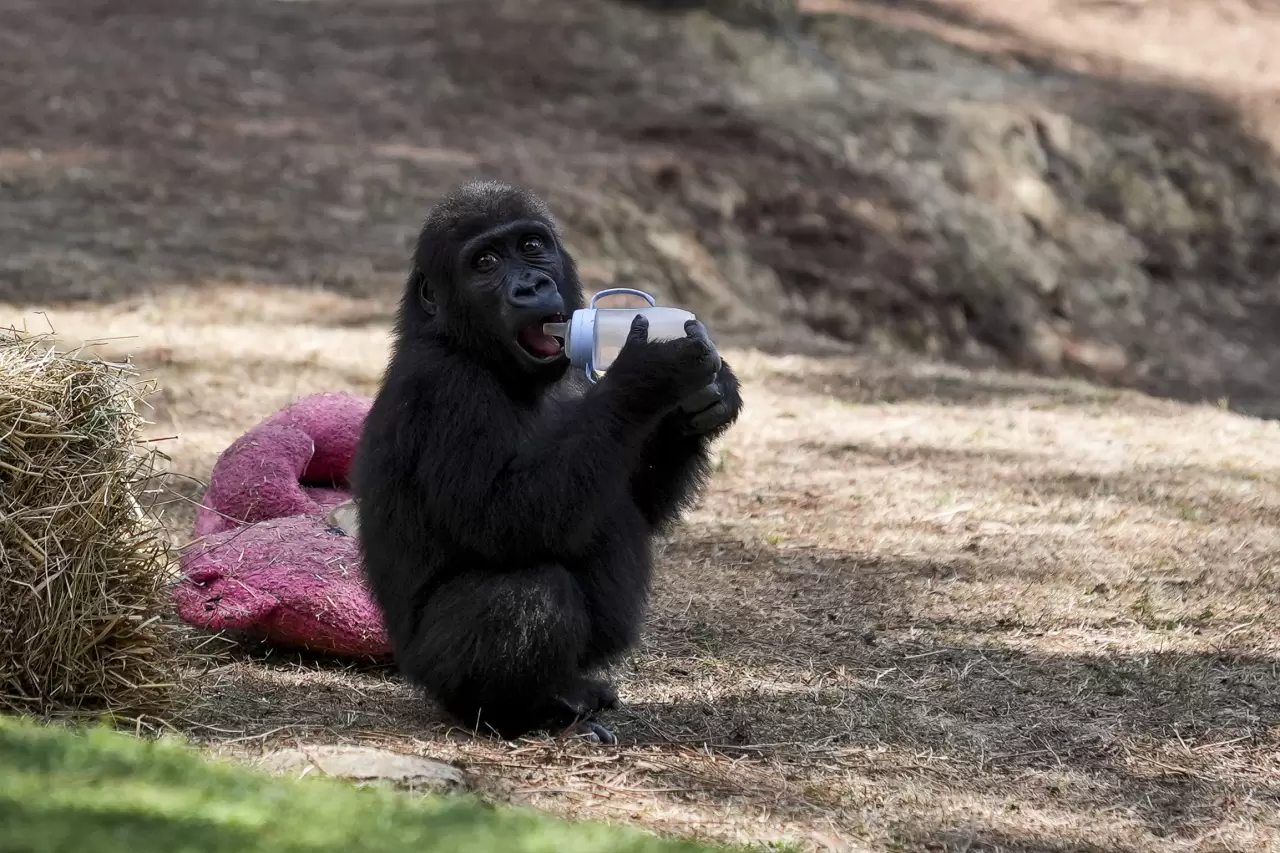 Goril yavrusu "Zeytin" Nijerya'ya gitmek için hazırlanıyor 4