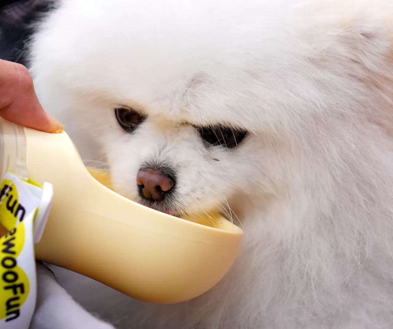 Toronto'da köpekler için "Doggie Fest Yaz Karnavalı" düzenlendi 6