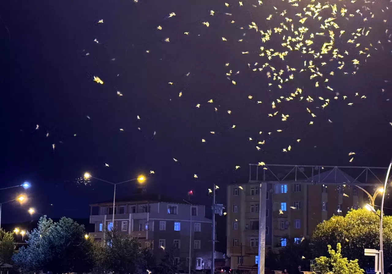 Ardahan'da sineklerin "ölüm dansı" sona erdi 1