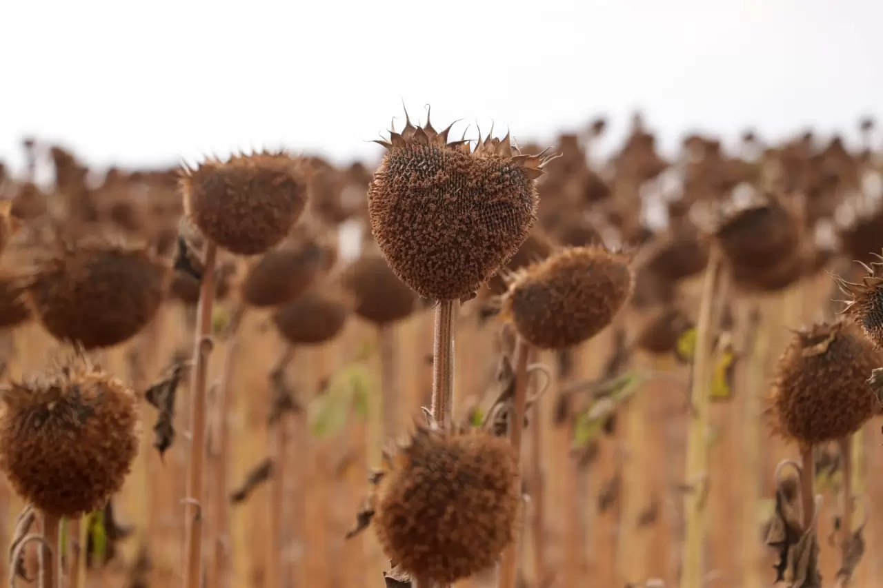 Ayçiçeğindeki verim artışı üreticiyi sevindirdi 4