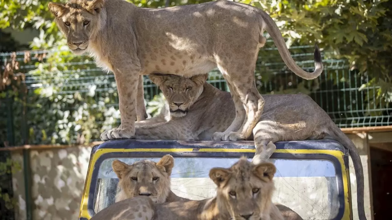 Gücün ve asaletin sembolü! 10 Ağustos ''Dünya Aslan Günü" 6