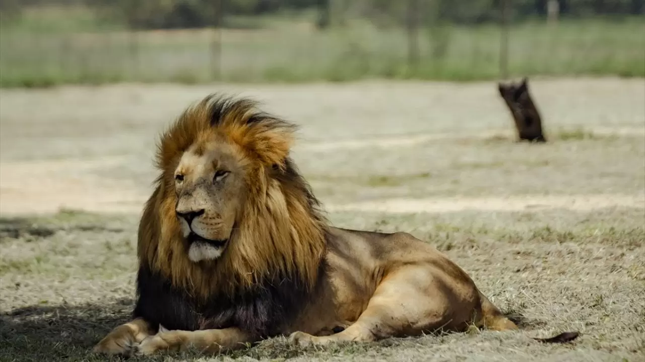 Gücün ve asaletin sembolü! 10 Ağustos ''Dünya Aslan Günü" 8