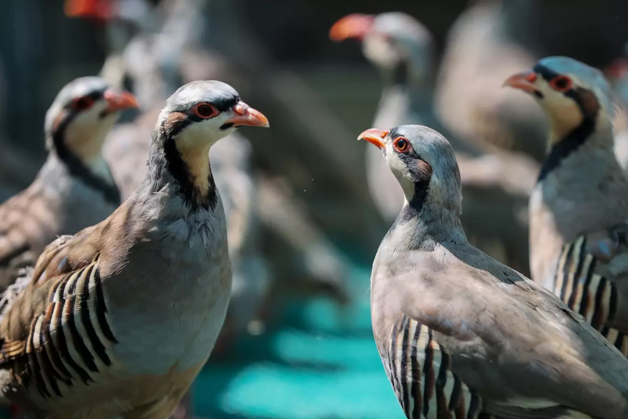 7 senede 100 bin keklik üretildi 2