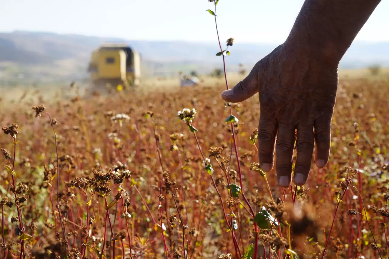 Gümüşhane'de karabuğday hasadı başladı 1