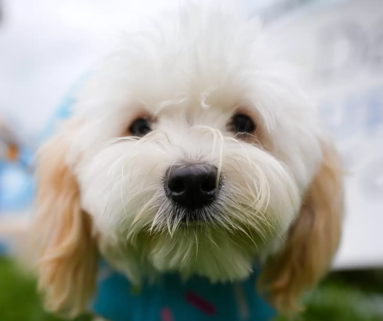 Toronto'da köpekler için "Doggie Fest Yaz Karnavalı" düzenlendi 21