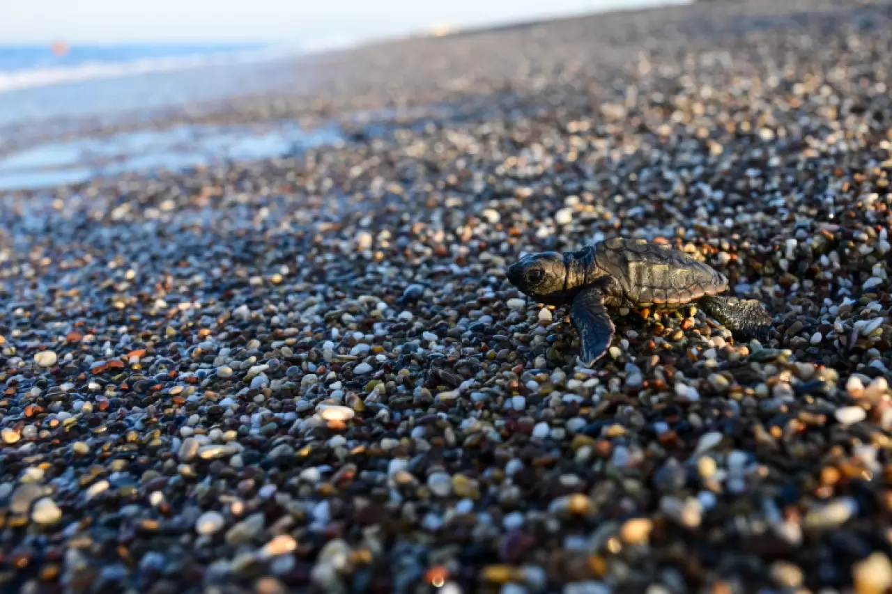 Caretta caretta yavruları mavi sularla buluştu 2