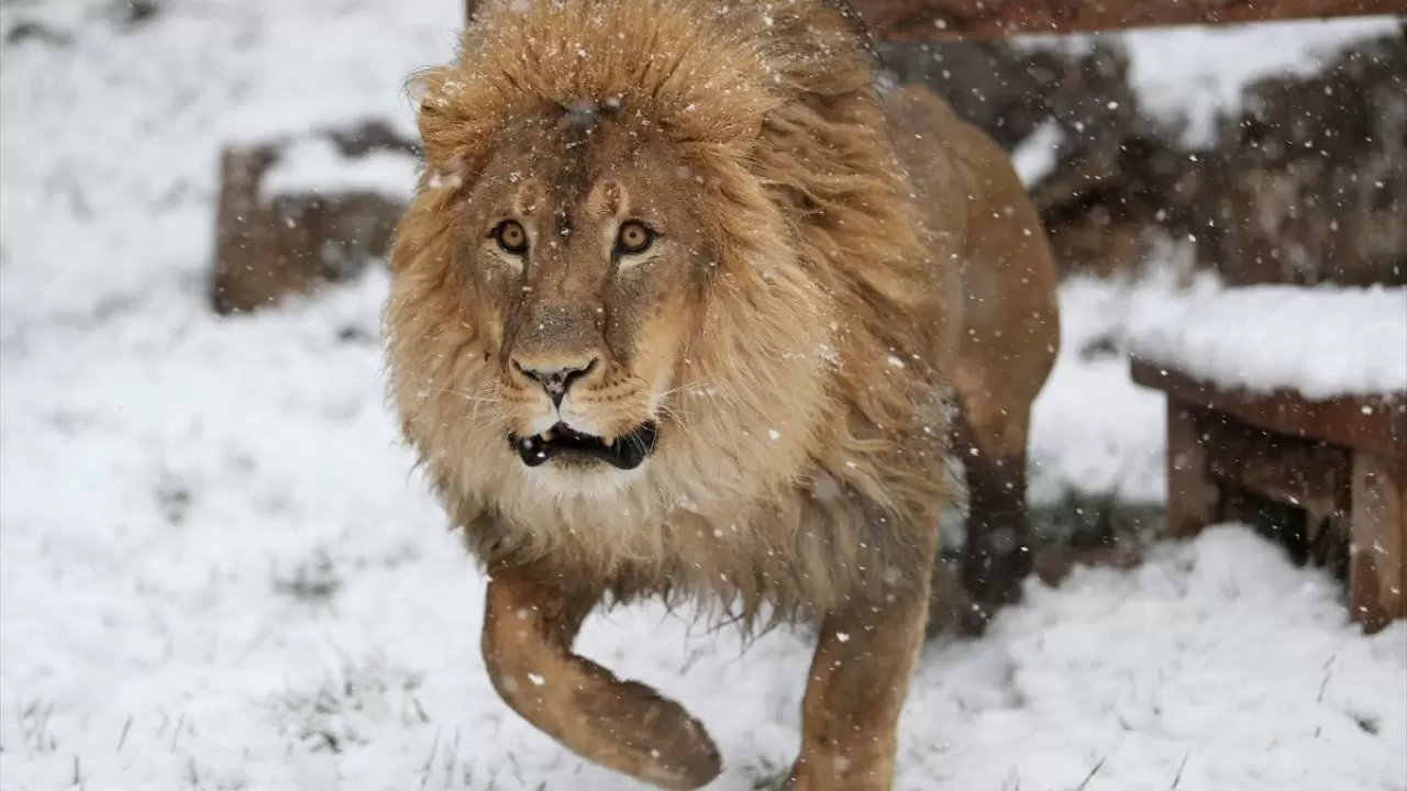 Gücün ve asaletin sembolü! 10 Ağustos ''Dünya Aslan Günü" 3