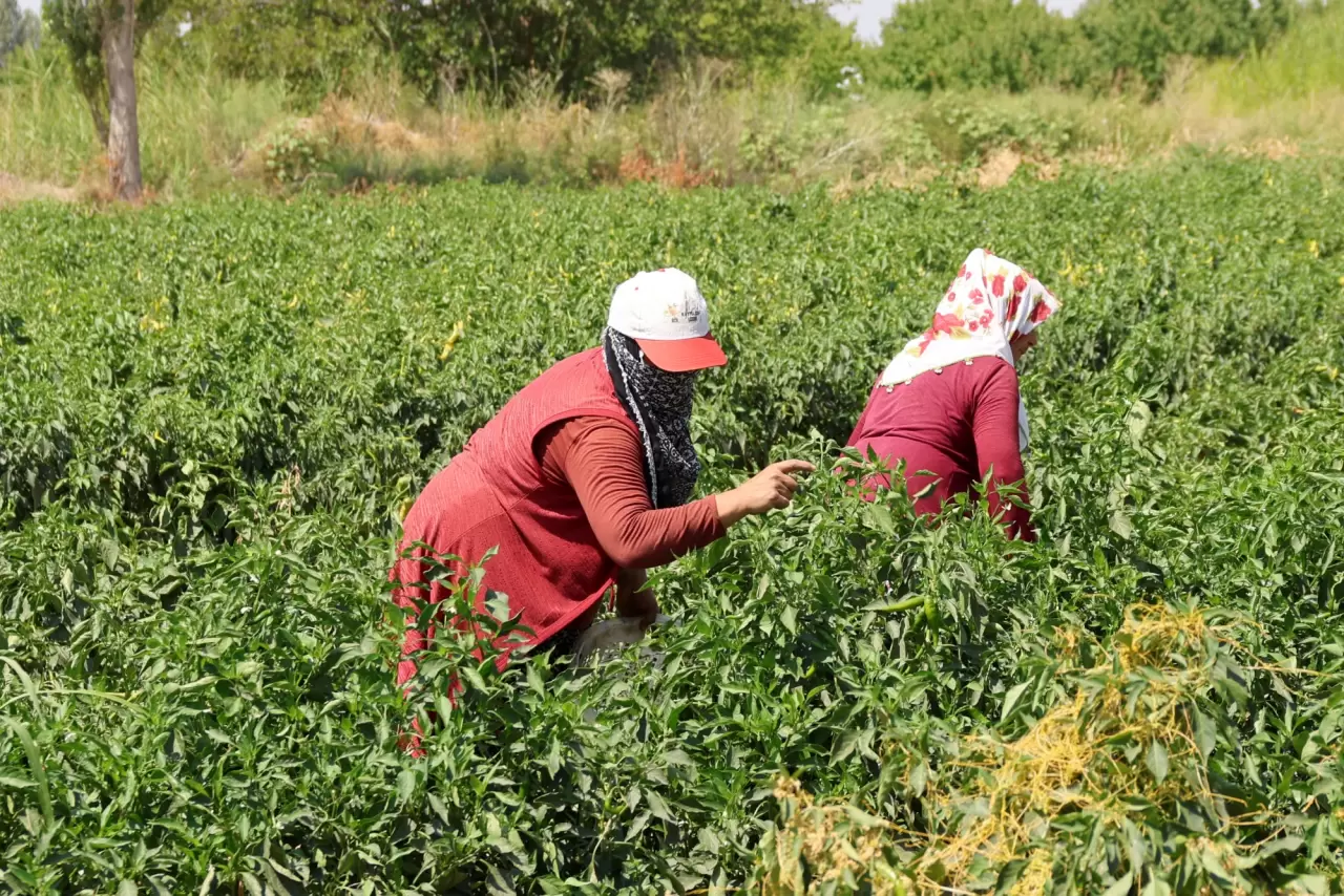 Iğdır'ın emekçi kadınları meyve ve sebze üretimini üstleniyor 1