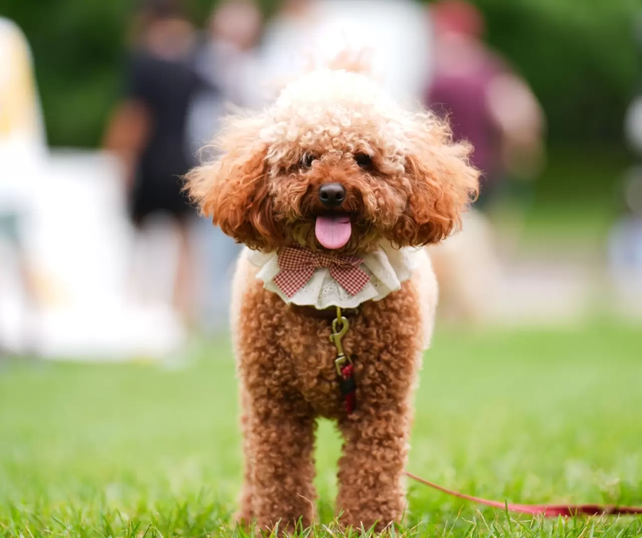 Toronto'da köpekler için "Doggie Fest Yaz Karnavalı" düzenlendi 23