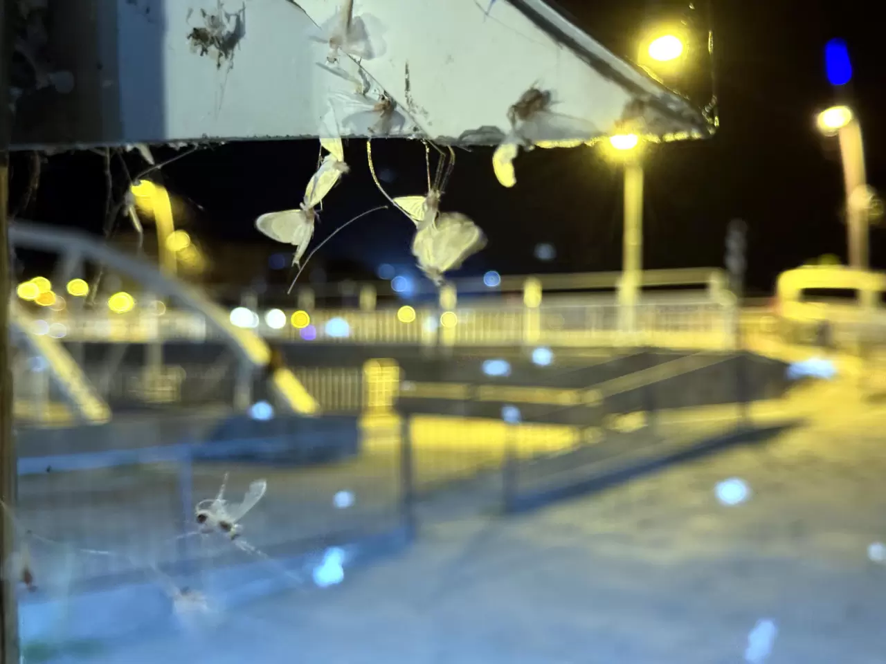 Ardahan'da sineklerin "ölüm dansı" sona erdi 5