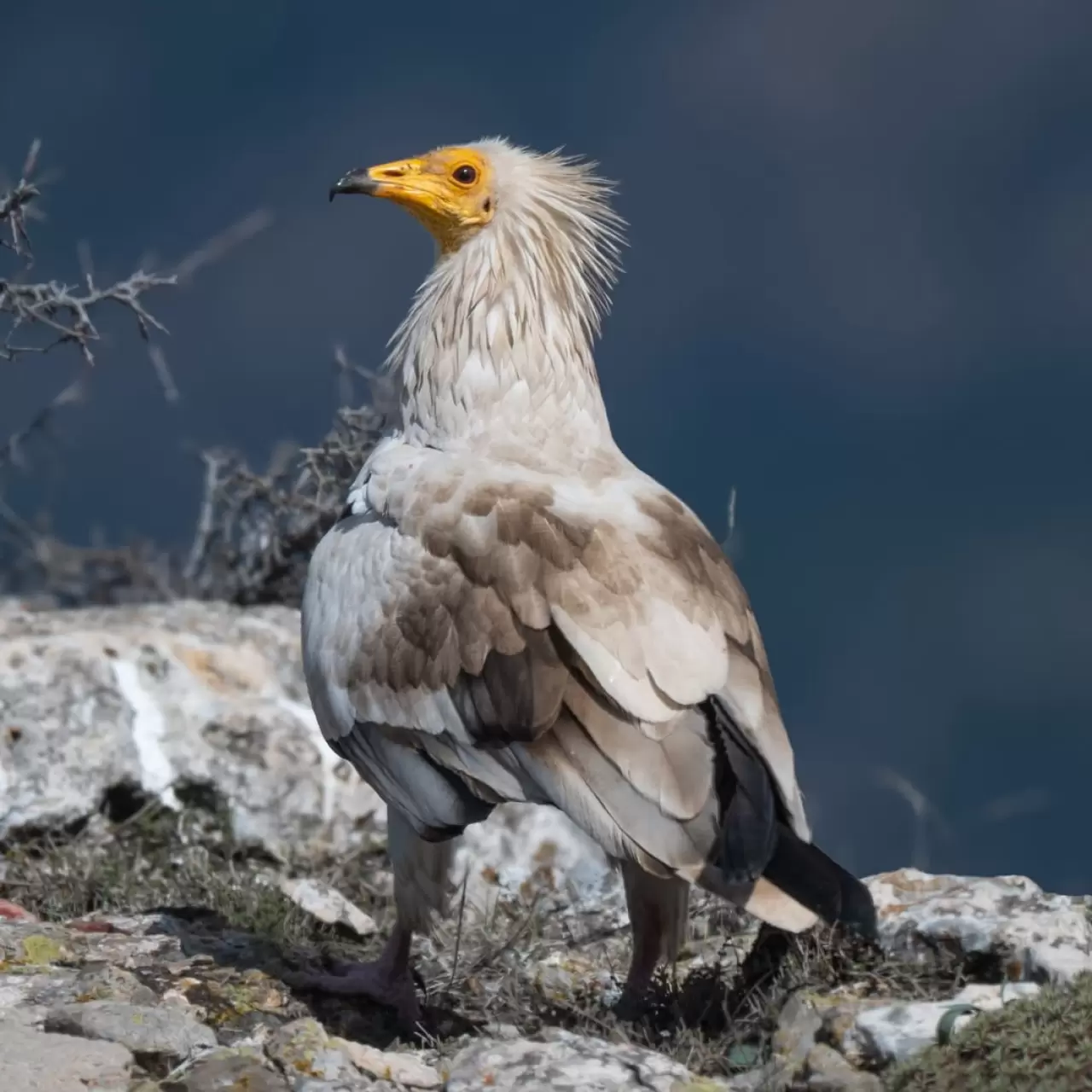 Gökyüzünün sessiz yolcusu: Küçük akbaba 3