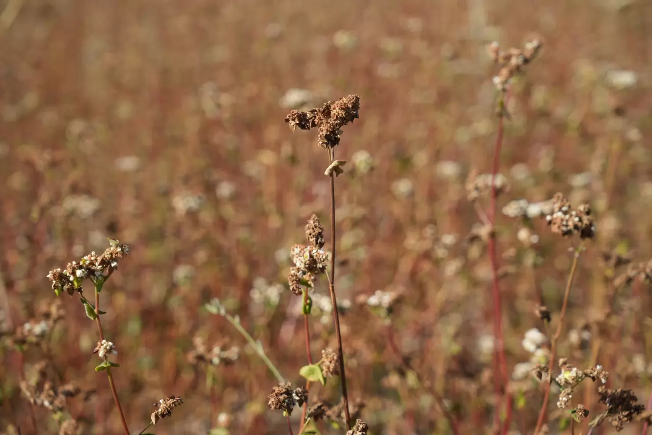 Gümüşhane'de karabuğday hasadı başladı 2