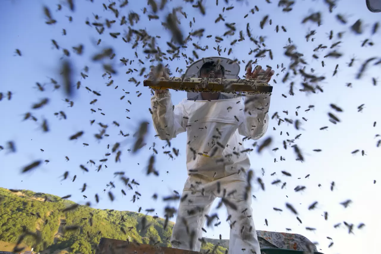 Tescilli Bingöl balı, dünyanın her yanından talep görüyor 3