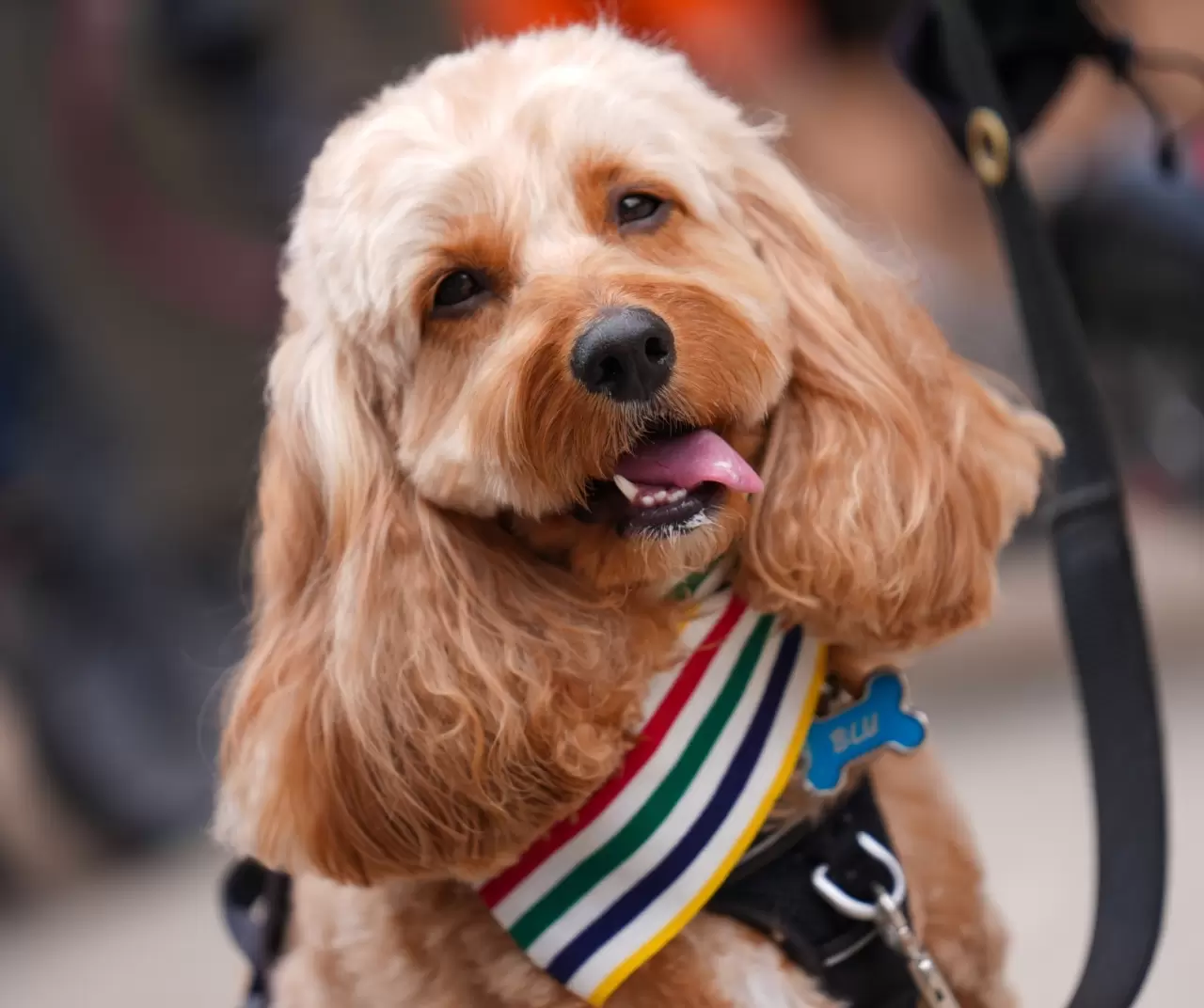 Toronto'da köpekler için "Doggie Fest Yaz Karnavalı" düzenlendi 4