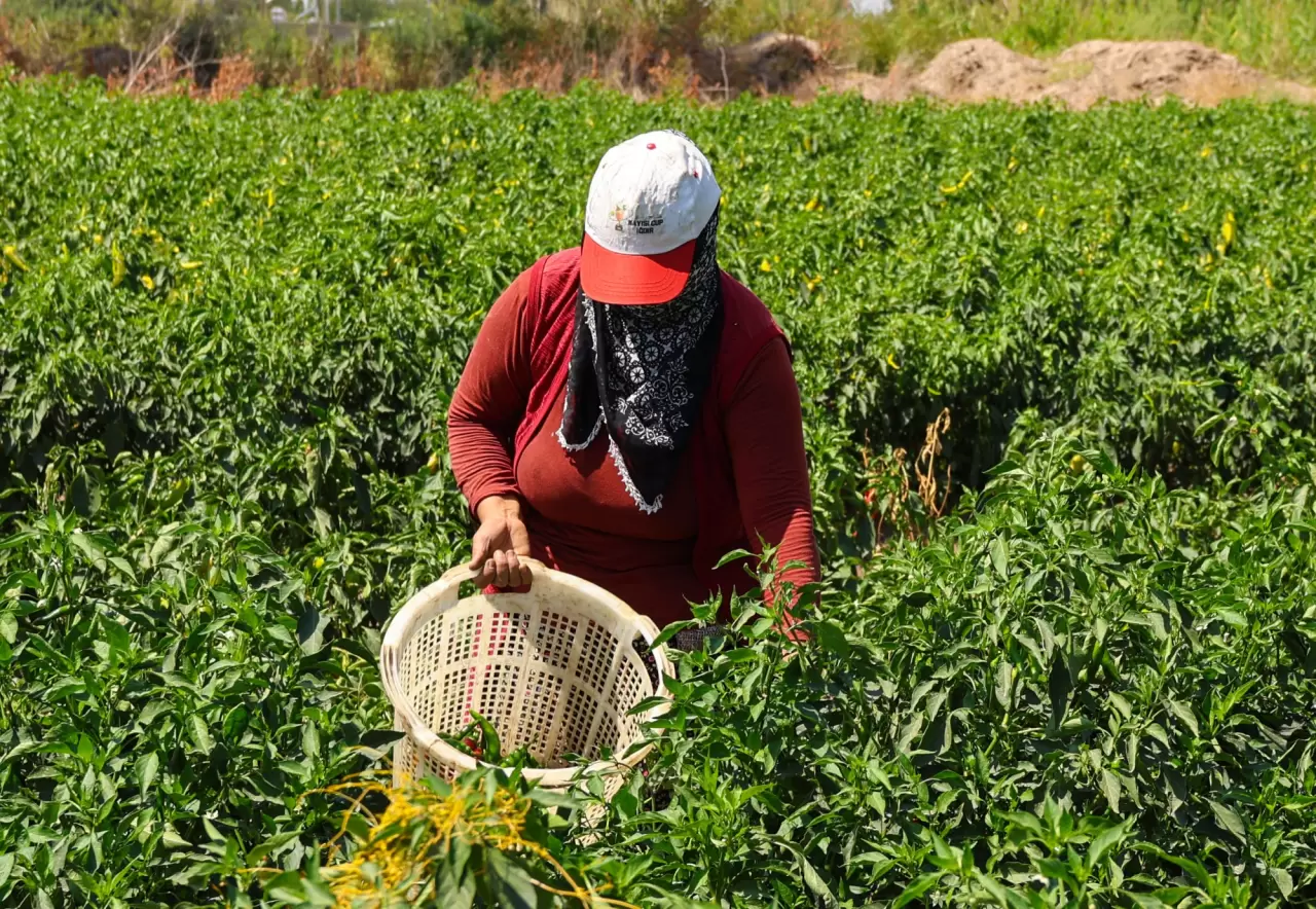 Iğdır'ın emekçi kadınları meyve ve sebze üretimini üstleniyor 2