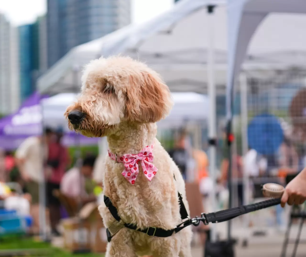 Toronto'da köpekler için "Doggie Fest Yaz Karnavalı" düzenlendi 8