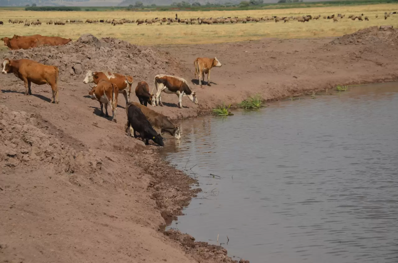 Muş Ovası'nda otlatılan büyükbaş hayvanlar nehirde serinliyor 3