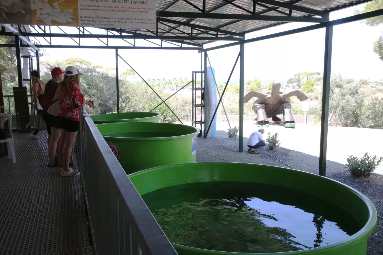 Caretta "Tuba"nın ikinci dünya turu 3