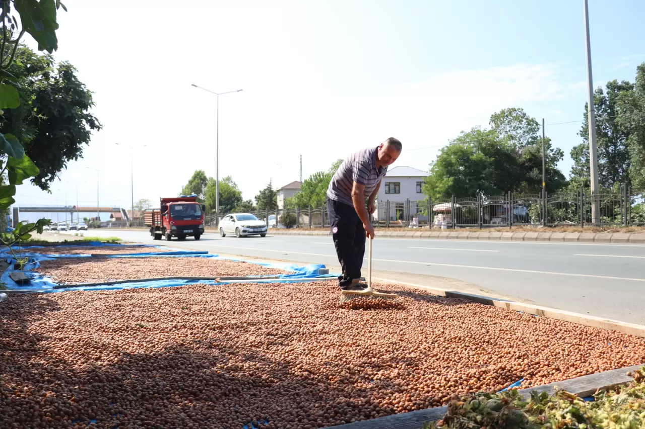 Karadeniz Sahil Yolu'ndaki kaldırımlarda fındık kurutma mesaisi başladı 3