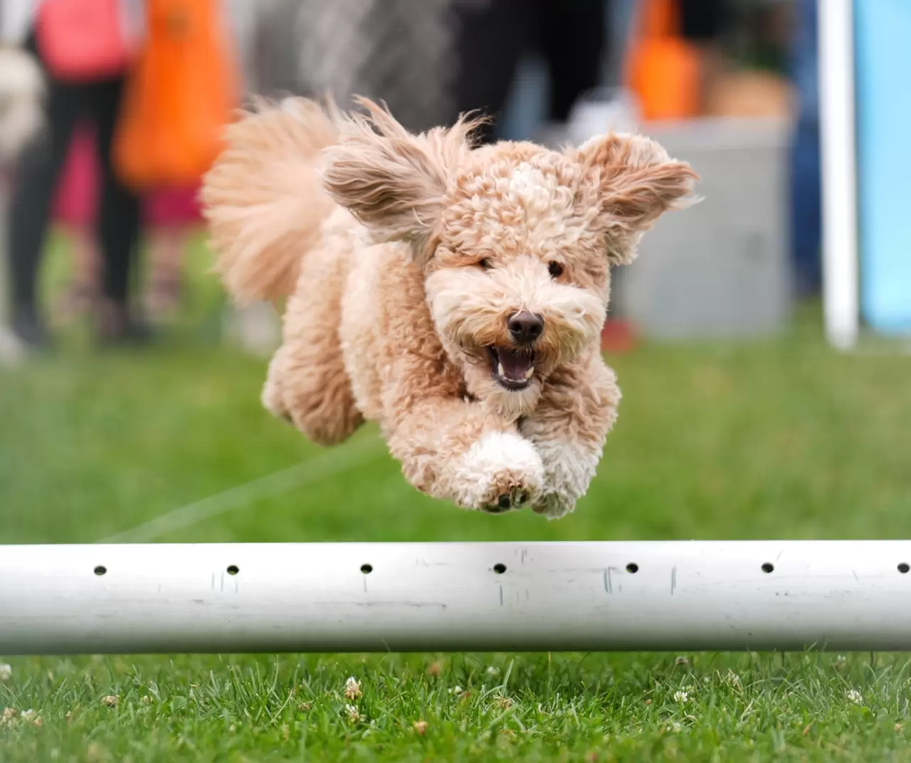 Toronto'da köpekler için "Doggie Fest Yaz Karnavalı" düzenlendi 13