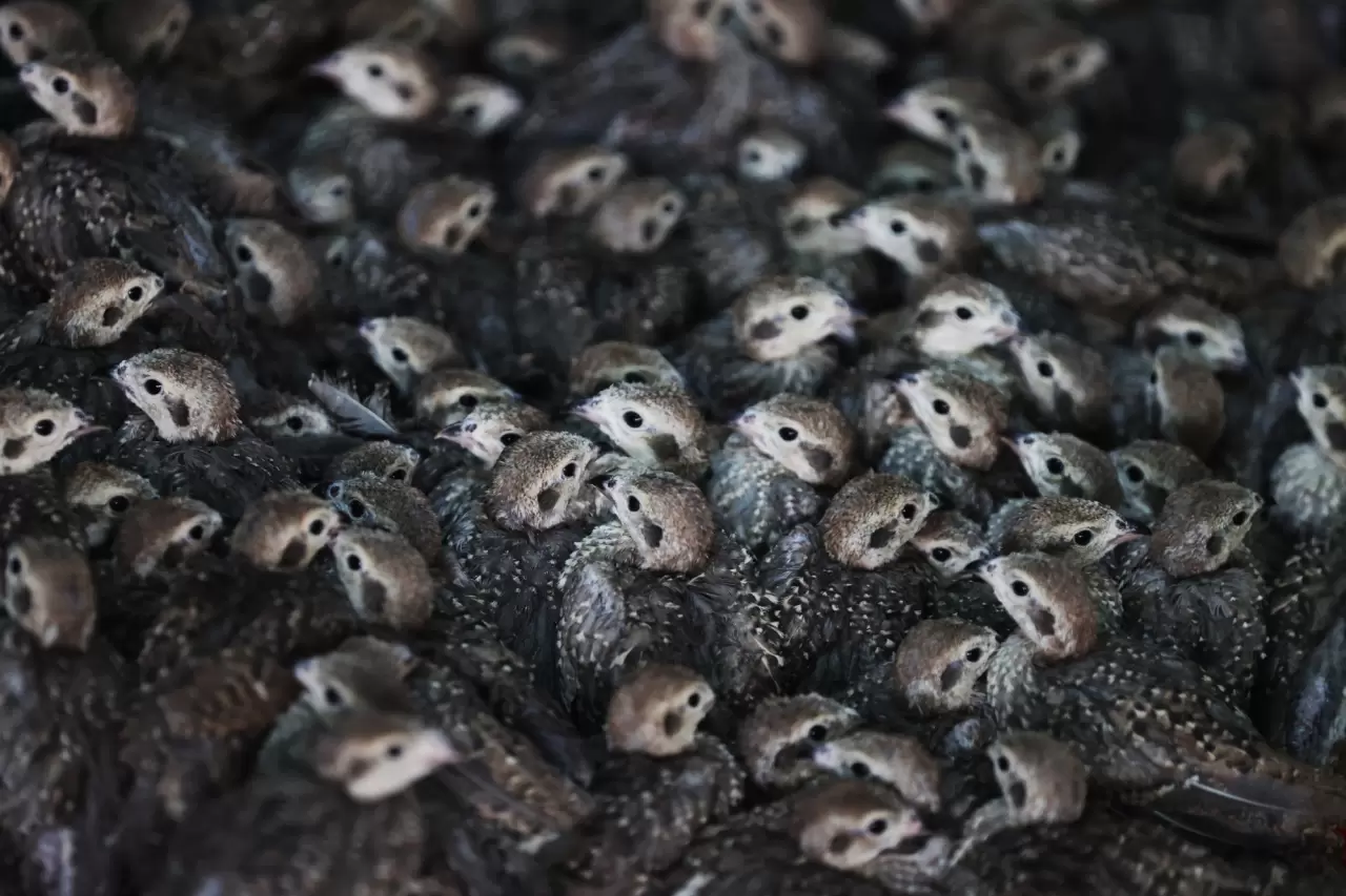 7 senede 100 bin keklik üretildi 4