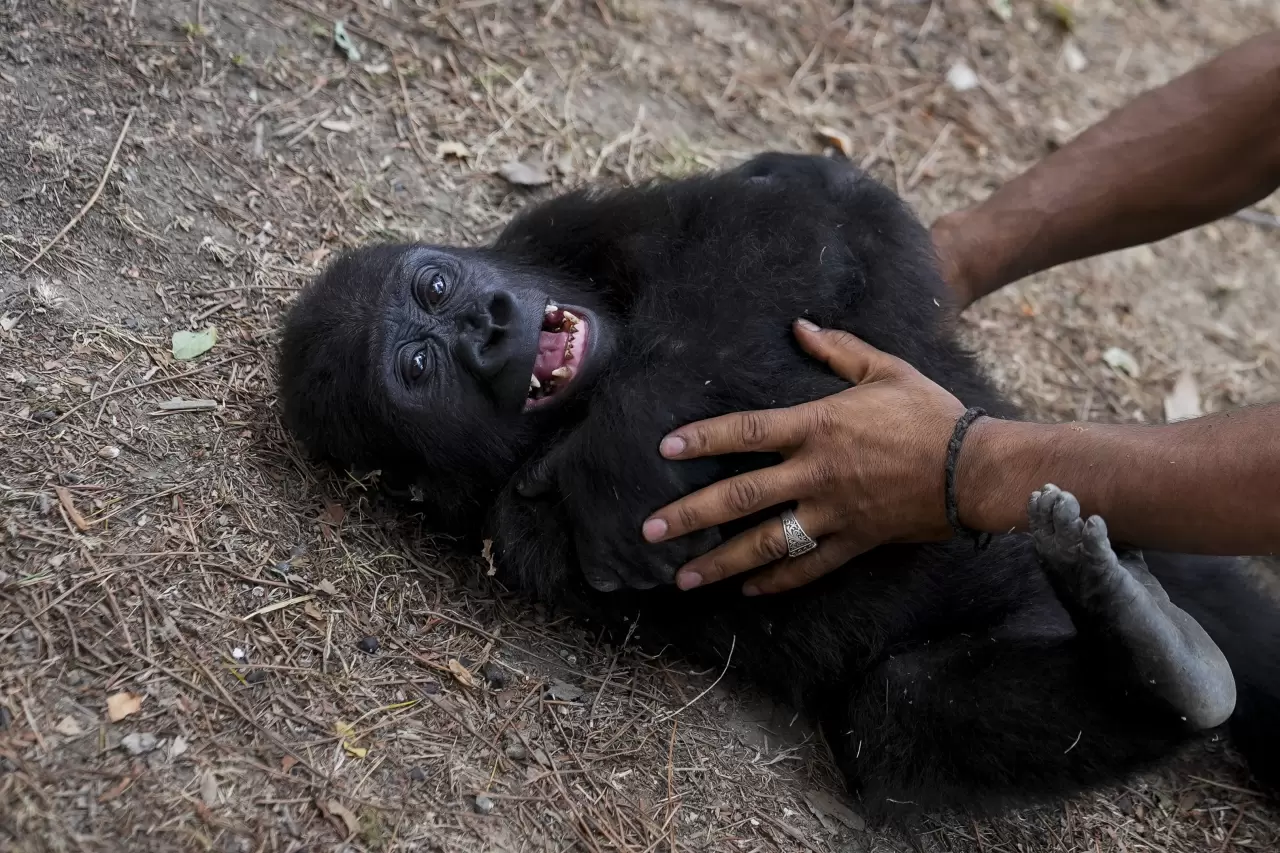Goril yavrusu "Zeytin" Nijerya'ya gitmek için hazırlanıyor 5